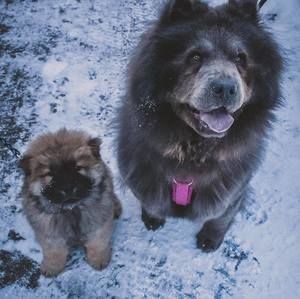 Meet your Posher, Dawn